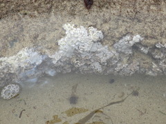 Lithophyllum hibernicum