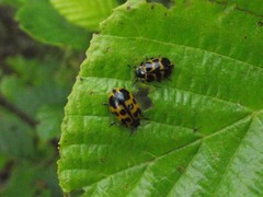 Chrysomela interrupta