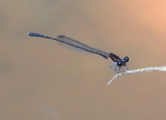 Prodasineura verticalis