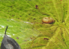 Indoplanorbis exustus