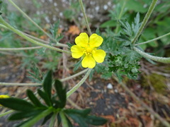 Potentilla neglecta