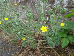 Potentilla neglecta