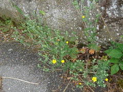 Potentilla neglecta