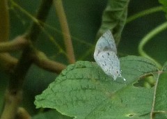 Ostrinotes sophocles
