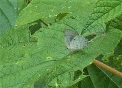 Ostrinotes sophocles