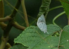 Ostrinotes sophocles