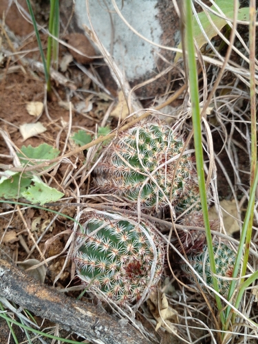 Parodia tenuicylindrica