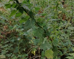 Pavonia columella