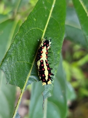 Papilio clytia