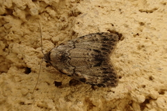 Meganola strigula