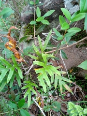 Pleopeltis pleopeltifolia