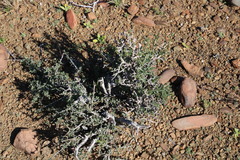 Pteronia villosa