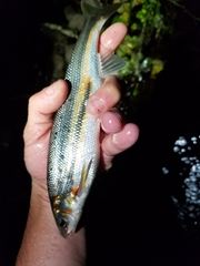 Mylocheilus caurinus