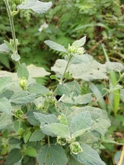 Pavonia columella