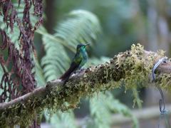 Heliodoxa leadbeateri