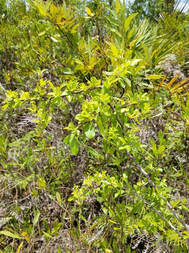 Image of Sideroxylon reclinatum by (c) Jay Horn, some rights reserved (CC BY)