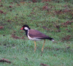 Vanellus indicus lankae