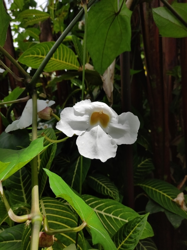 Thunbergia grandiflora