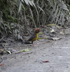 Atlapetes melanolaemus