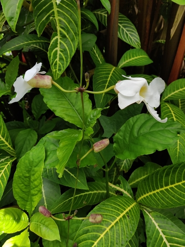Thunbergia grandiflora