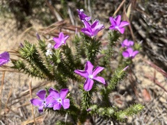 Linanthus californicus