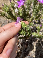 Linanthus californicus