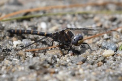 Williamsonia lintneri