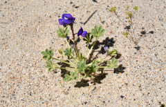 Lupinus odoratus