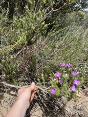 Linanthus californicus