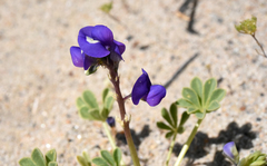 Lupinus odoratus