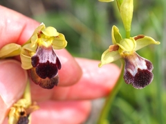Ophrys vasconica
