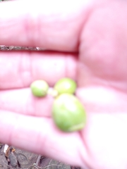 Chrysophyllum gonocarpum