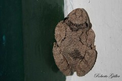 Scinax acuminatus