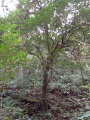 Chrysophyllum gonocarpum