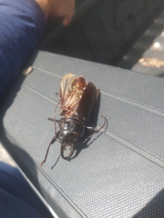 Stenodontes chevrolati