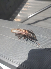 Stenodontes chevrolati