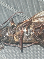 Stenodontes chevrolati