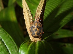 Discocephalinae