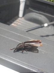 Stenodontes chevrolati