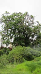 Erythrina poeppigiana