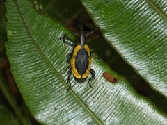 Cactophagus circumdatus