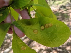 Phylloxera caryaescissa