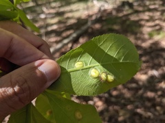 Phylloxera caryaescissa