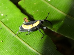 Cactophagus circumdatus
