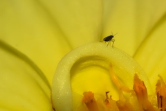 Diptera