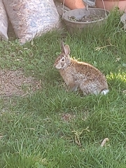 Sylvilagus floridanus