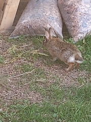 Sylvilagus floridanus