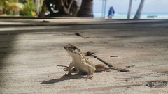 Leiocephalus lunatus