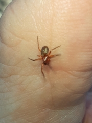 Philodromus marxi