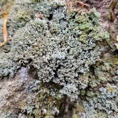 Cladonia petrophila